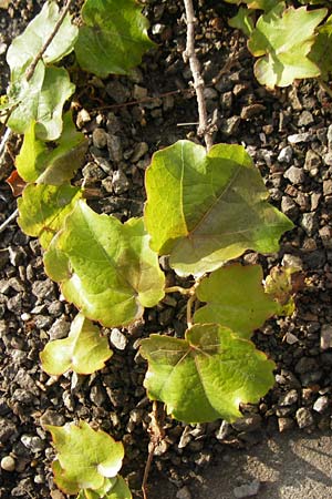 Parthenocissus inserta \ Wilder Wein / False Virginia Creeper, D Mannheim 9.10.2011