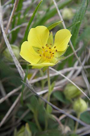 Potentilla incana \ Sand-Fingerkraut / Sand Cinquefoil, D Eching 5.5.2012