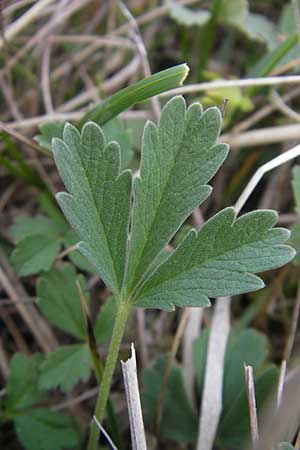 Potentilla incana \ Sand-Fingerkraut / Sand Cinquefoil, D Eching 5.5.2012