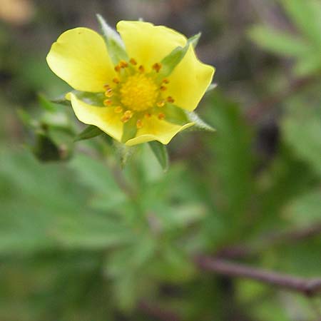 Potentilla inclinata \ Graues Fingerkraut / Grey Cinquefoil, D Heidelberg 21.7.2012