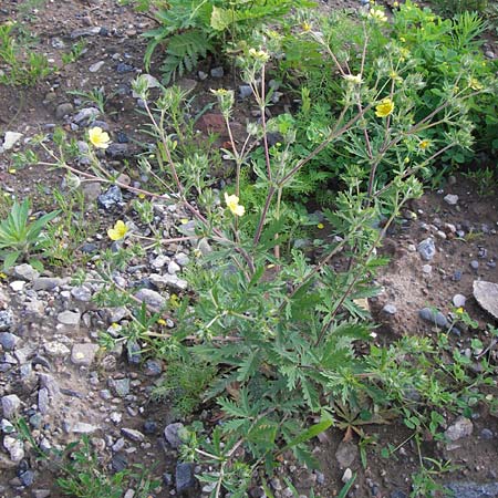 Potentilla inclinata \ Graues Fingerkraut / Grey Cinquefoil, D Heidelberg 11.6.2013