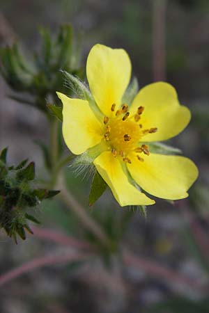 Potentilla inclinata \ Graues Fingerkraut / Grey Cinquefoil, D Heidelberg 11.6.2013