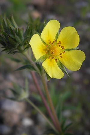 Potentilla inclinata \ Graues Fingerkraut, D Heidelberg 11.6.2013