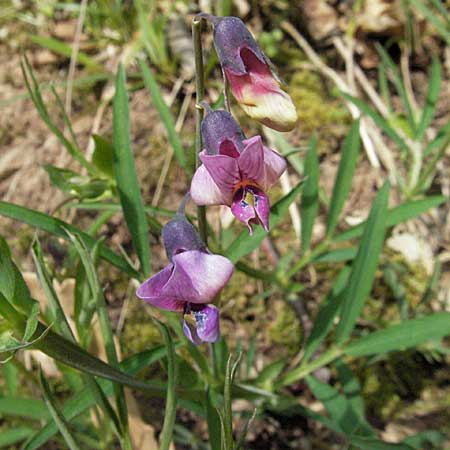 Lathyrus sylvestris / Narrow-Leaved Flat Pea, D Donnersberg 30.4.2006