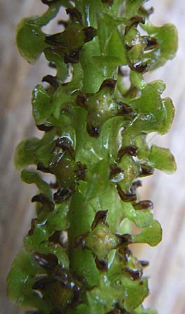 Potamogeton lucens \ Glnzendes Laichkraut, D Römerberg 28.8.2008