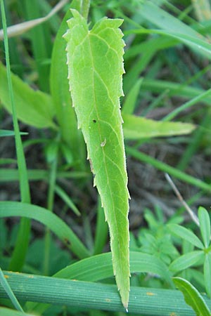 Veronica longifolia \ Langblttriger Blauweiderich, Langblttriger Ehrenpreis / Longleaf Speedwell, D Groß-Gerau 31.8.2009