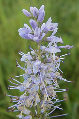 Veronica longifolia / Longleaf Speedwell, D Groß-Gerau 31.8.2009