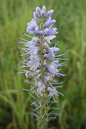 Veronica longifolia \ Langblttriger Blauweiderich, Langblttriger Ehrenpreis / Longleaf Speedwell, D Groß-Gerau 31.8.2009