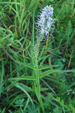 Veronica longifolia / Longleaf Speedwell, D Groß-Gerau 31.8.2009