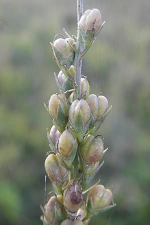 Veronica longifolia \ Langblttriger Blauweiderich, Langblttriger Ehrenpreis / Longleaf Speedwell, D Groß-Gerau 31.8.2009