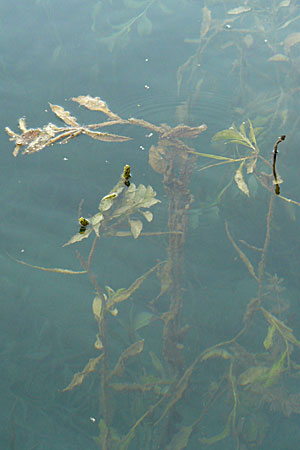 Potamogeton lucens \ Glnzendes Laichkraut, D Römerberg 28.8.2008