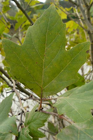 Platanus x hispanica \ Bastard-Platane / London Plane-Tree, D Mannheim 25.10.2014