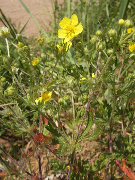 Potentilla annweiler \ Annweiler-Hgel-Fingerkraut / Annweiler Cinquefoil, D Annweiler 7.5.2011