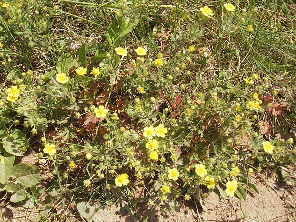 Potentilla annweiler \ Annweiler-Hgel-Fingerkraut / Annweiler Cinquefoil, D Annweiler 7.5.2011