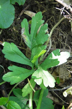Ranunculus pleiophyllus / Filled-Leaved Goldilocks, D Harthausen 2.5.2012