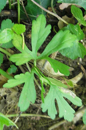 Ranunculus pleiophyllus / Filled-Leaved Goldilocks, D Harthausen 2.5.2012