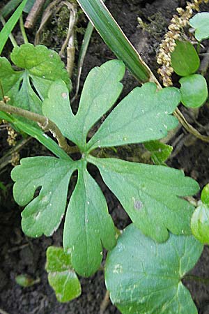 Ranunculus pleiophyllus / Filled-Leaved Goldilocks, D Harthausen 2.5.2012