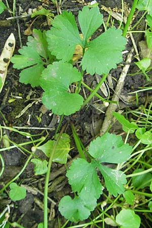 Ranunculus pleiophyllus / Filled-Leaved Goldilocks, D Harthausen 2.5.2012