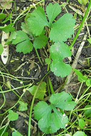 Ranunculus pleiophyllus \ Vollblttriger Gold-Hahnenfu, D Harthausen 2.5.2012