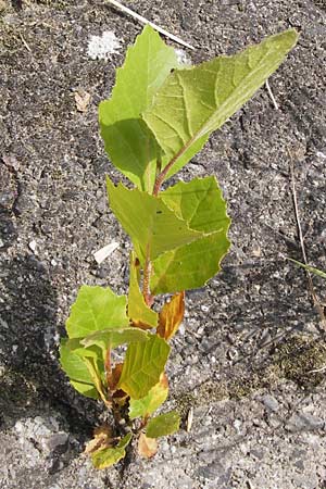 Platanus x hispanica / London Plane-Tree, D Kelsterbach 15.9.2012