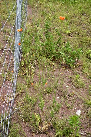 Papaver lecoqii \ Gelbmilchender Saat-Mohn, D Sternenfels 14.6.2013