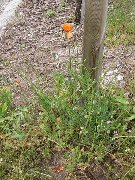 Papaver lecoqii \ Gelbmilchender Saat-Mohn, D Sternenfels 14.6.2013