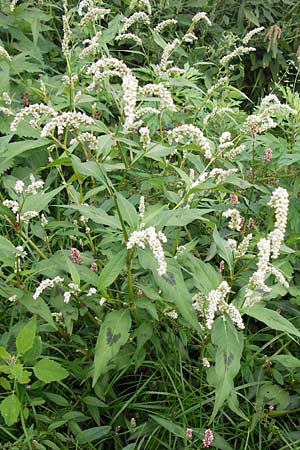 Persicaria lapathifolia / Pale Persicaria, D Mannheim 12.9.2013