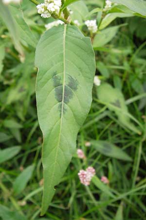 Persicaria lapathifolia \ Ampfer-Knterich / Pale Persicaria, D Mannheim 12.9.2013