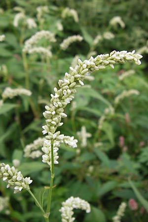 Persicaria lapathifolia \ Ampfer-Knterich, D Mannheim 12.9.2013