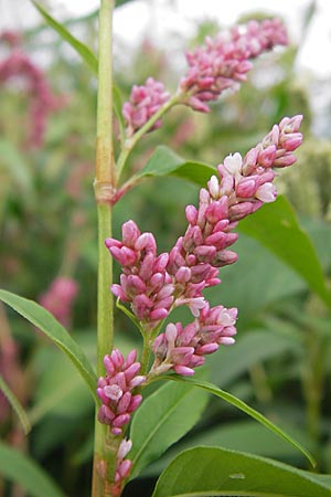 Persicaria lapathifolia / Pale Persicaria, D Mannheim 12.9.2013