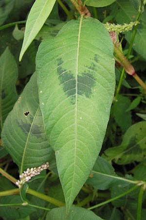 Persicaria lapathifolia / Pale Persicaria, D Mannheim 12.9.2013