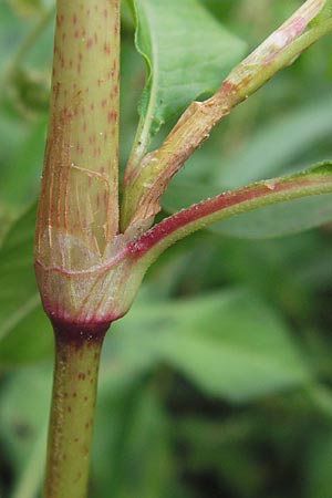 Persicaria lapathifolia / Pale Persicaria, D Mannheim 12.9.2013