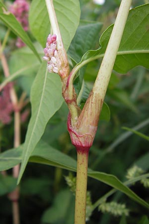 Persicaria lapathifolia \ Ampfer-Knterich / Pale Persicaria, D Mannheim 12.9.2013