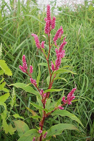 Persicaria lapathifolia \ Ampfer-Knterich, D Mannheim 12.9.2013