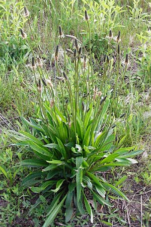 Plantago lanceolata / Ribwort Plantain, D Mannheim 15.5.2014