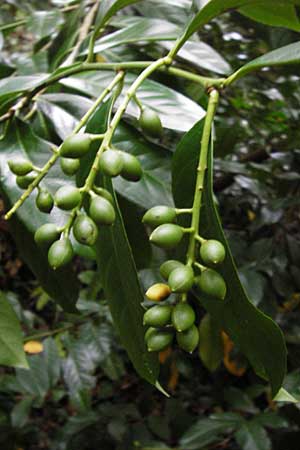 Prunus laurocerasus \ Kirsch-Lorbeer, Lorbeerkirsche, D Alsbach 30.6.2014