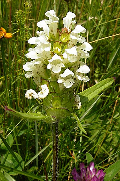 Prunella laciniata / Cut-Leaved Selfheal, D Wetzlar 5.7.2014