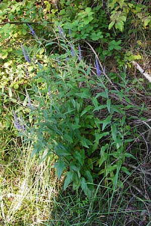 Veronica longifolia / Longleaf Speedwell, D Graben-Neudorf 15.7.2014