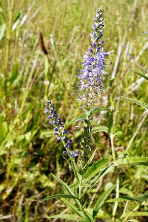 Veronica longifolia \ Langblttriger Blauweiderich, Langblttriger Ehrenpreis / Longleaf Speedwell, D Oppenheim 18.7.2014