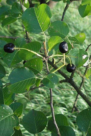 Prunus mahaleb \ Felsenkirsche, Stein-Weichsel / Saint Lucie Cherry, D Hemsbach 6.7.2007
