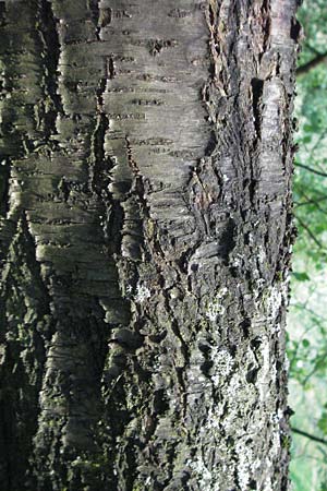 Prunus mahaleb \ Felsenkirsche, Stein-Weichsel / Saint Lucie Cherry, D Hemsbach 6.7.2007