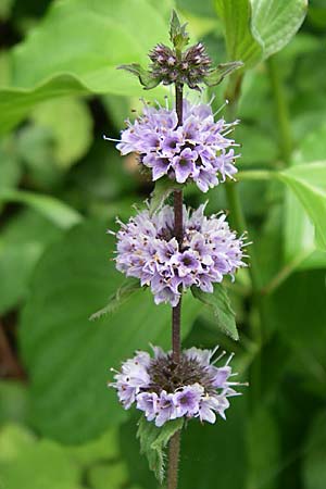 Mentha x verticillata \ Quirl-Minze / Whorled Mint, D Karlsruhe 19.7.2008