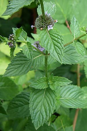 Mentha x verticillata \ Quirl-Minze / Whorled Mint, D Karlsruhe 19.7.2008