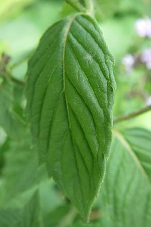 Mentha x verticillata / Whorled Mint, D Karlsruhe 19.7.2008