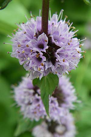 Mentha x verticillata \ Quirl-Minze / Whorled Mint, D Karlsruhe 19.7.2008