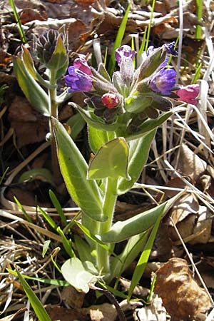 Pulmonaria mollis \ Weiches Lungenkraut / Soft Lungwort, D Hurlach 18.4.2009