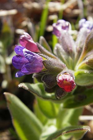 Pulmonaria mollis \ Weiches Lungenkraut / Soft Lungwort, D Hurlach 18.4.2009