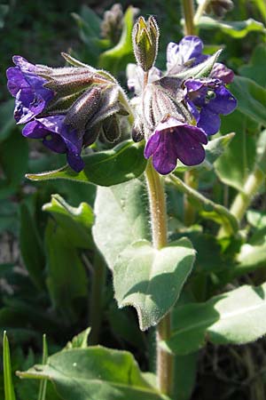 Pulmonaria mollis \ Weiches Lungenkraut / Soft Lungwort, D Hurlach 18.4.2009