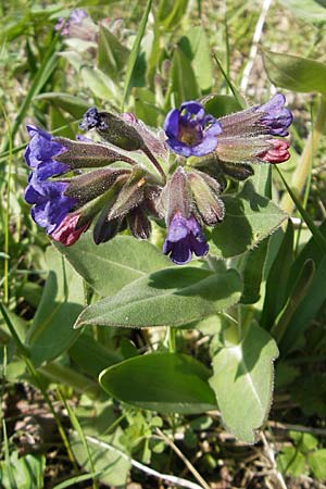 Pulmonaria mollis \ Weiches Lungenkraut / Soft Lungwort, D Hurlach 18.4.2009