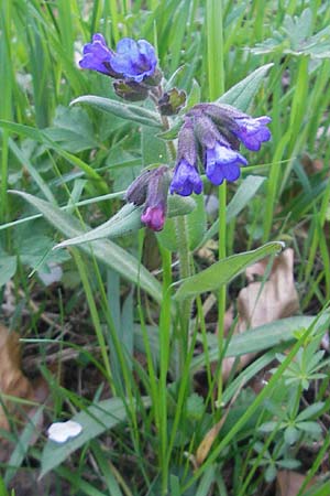 Pulmonaria montana \ Knolliges Lungenkraut, D Kraichtal-Unteröwisheim 9.4.2011